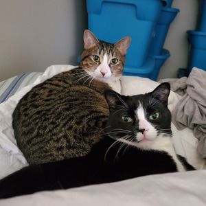 Meet your Posher, Chelsea